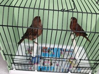 Kanár červeno čierny kobalt