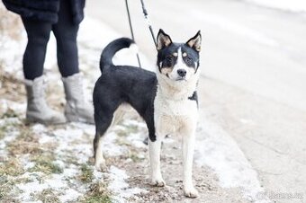 Kříženec akita inu hledá domov