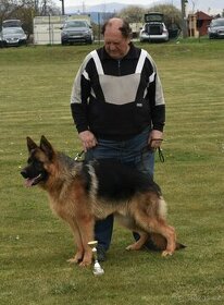 Nabízim ke krytí nemecký ovčák