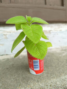 RÝMOVNÍK - - viz text a fota