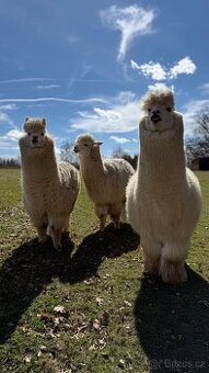 Alpaca samci