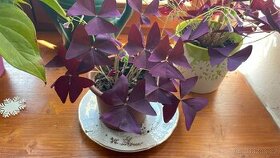 Fialový Štavel / Rýmovnik