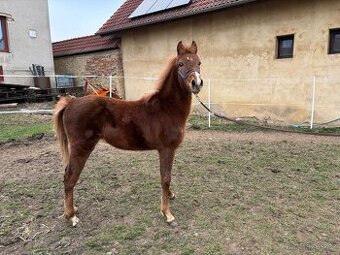 Pony