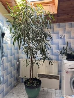 Ficus maclellandii "Alii" 210cm strom - 1