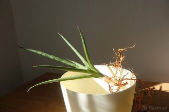 Tchynin jazyk, Sansevieria, cv. White Medusa