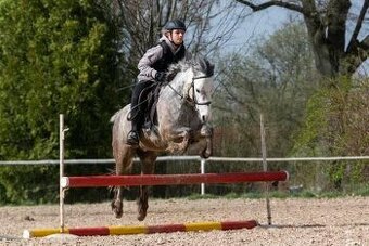 Welsh pony