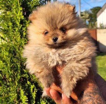 Pomeranian mini Boo
