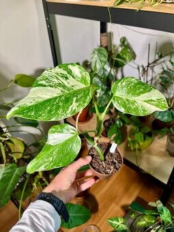 Monstera Albo Variegata
