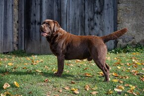 Labrador čokoládový
