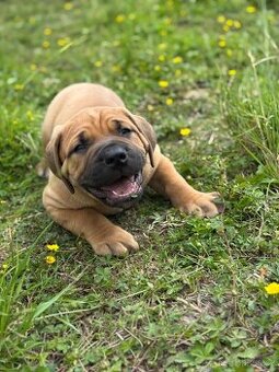 Boerboel - štěňátka - 1
