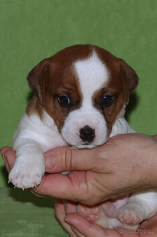 štěňata Jack Russell teriéra s PP