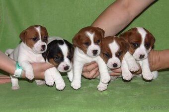 štěňata Jack Russell teriéra s PP
