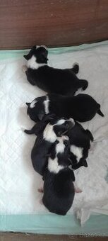 Prodám štěňata Tricolorni sheltie bez PP.