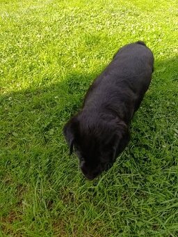 Prodám křížence fenku labrador/retrívr
