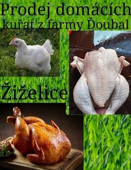 Prodám kuřata vykrmené