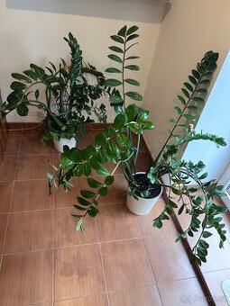 Zamioculcas 150cm Kulkas Zamiolistý sukulent zamiokulkas