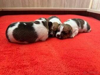 Dánsko švédský farmářský S PP narozené 8.11.2025 - 1