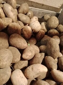 Konzumní brambory Adéla