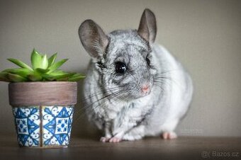 Chovný samec White Ebony BDC