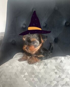 Jorkšírský teríer(◍•ᴗ•◍)❤