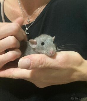 Daruji vymazlené potkany