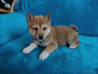 Shiba inu