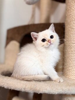 Britské kotě bílá činčila