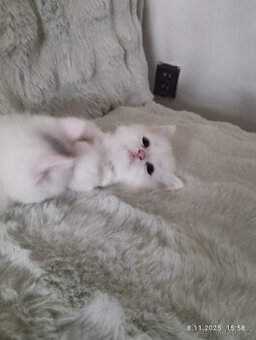 BRITSKÉ KOŤÁTKO , KOTĚ bílé, již k odběru