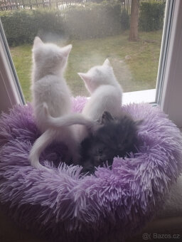 BRITSKÉ KOŤÁTKO , KOTĚ bílé, již k odběru