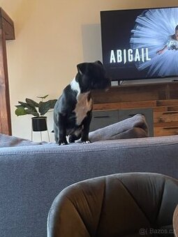 fenka křížence francouzského buldočka a staforda