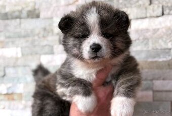 Akita Inu s průkazem původu (PP) - FCI & AKIHO
