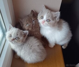 Vánoční britská koťátka po rodičích s PP