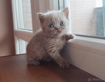 Vánoční britské koťátko po rodičích s PP