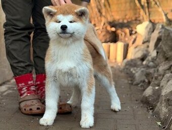 Akita Inu fenka s průkazem původu