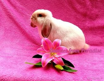 SIAMSKÁ HOLČIČKA HLEDÁ SVŮJ NOVÝ DOMOV ❤️❤️❤️