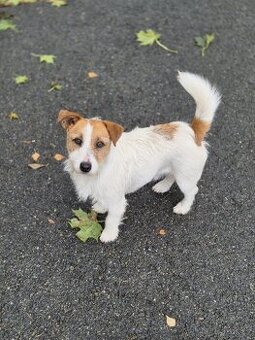Jack Russel dlouhosrstý - krytí