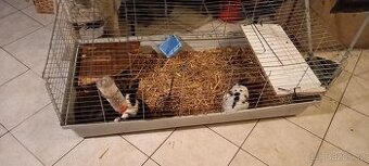 Zakrslý králík rex dalmatin