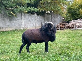 Kamerunská ovce - beran