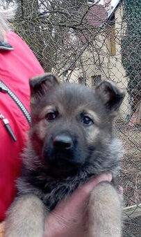 Německý ovčák štěnata s PP