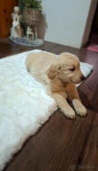 Labradorský Retrívr