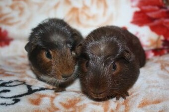 Morčátka krátkosrstá