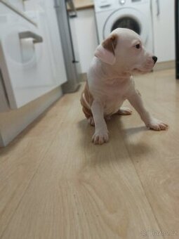 Americky stafordsky terier