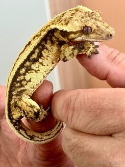 Pagekon řasnatý sameček Full Pinstripe 23g