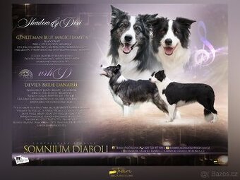 Border kolie s PP, štěňátka