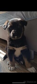 Štěně Border Kolie