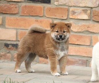 Shiba inu s PP