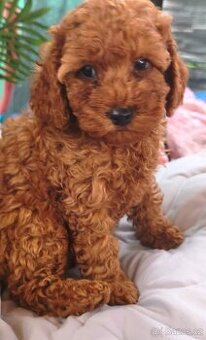 Pudl trpasličí pudlik