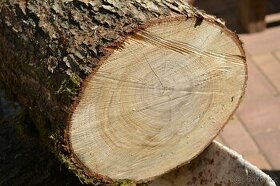sušené dubové dřevo odkorněno super kvalita 1,5 m3 - 1
