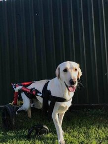 Invalidní vozík pro psa do 25kg