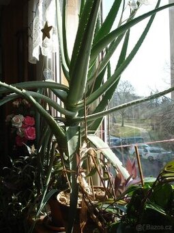 ALOE